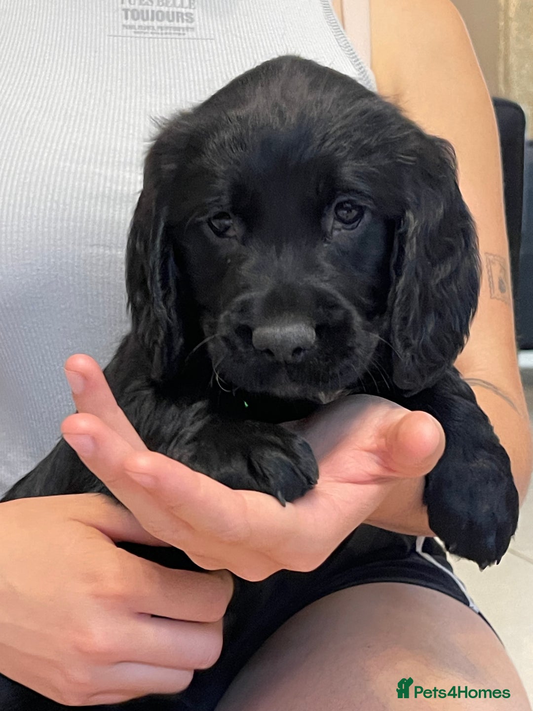Sprocker dogs for sale: Beautiful Sprocker puppies HEALTH TESTED PARENTS - Image 11