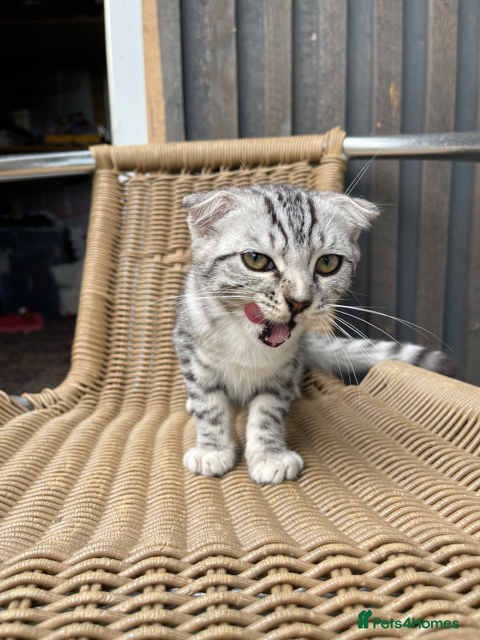 Scottish Fold cats Scottish fold girl - Advert 12