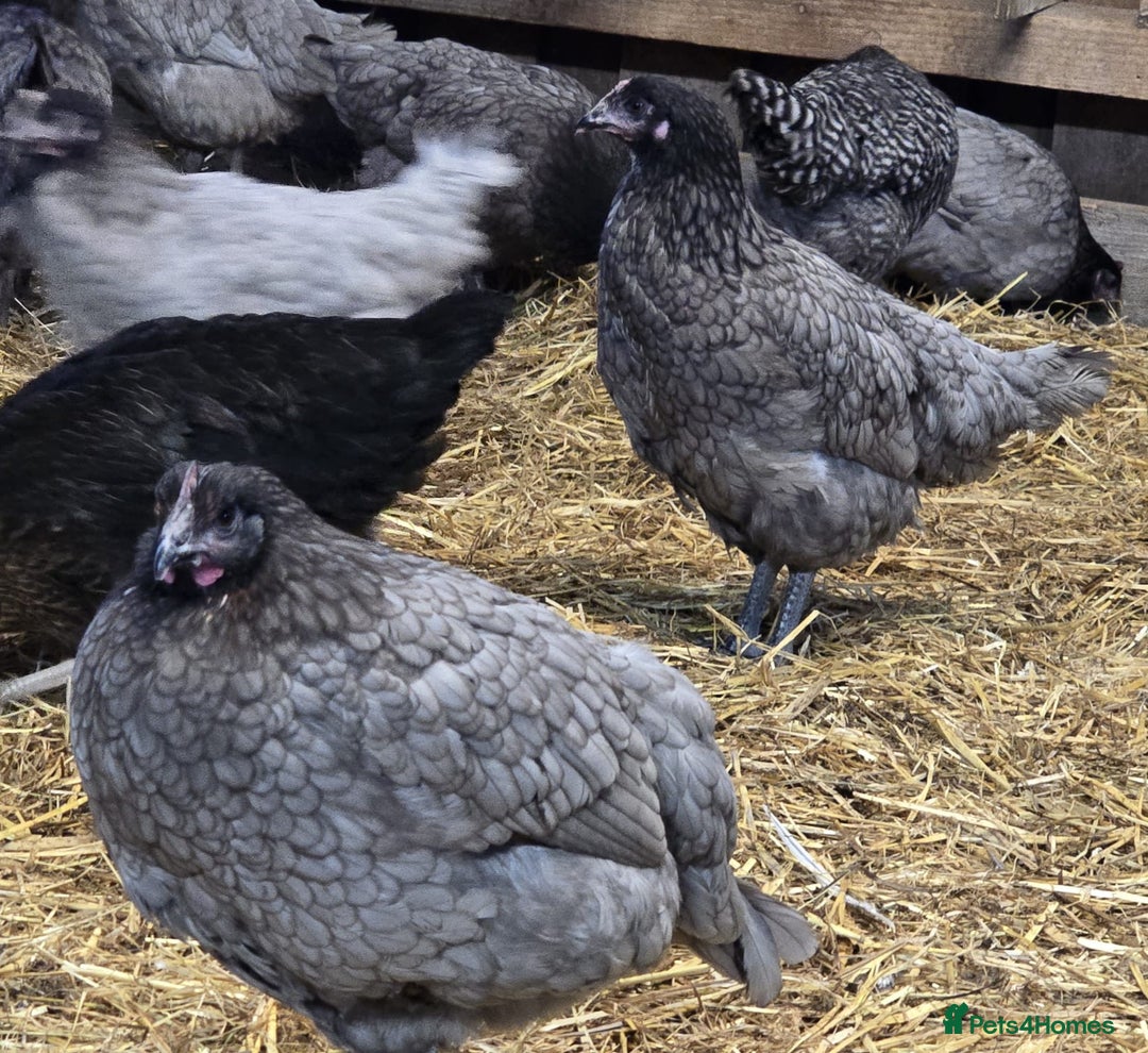 Chickens poultry for sale: Our last Hybrid POL hens of 2025 - Image 2