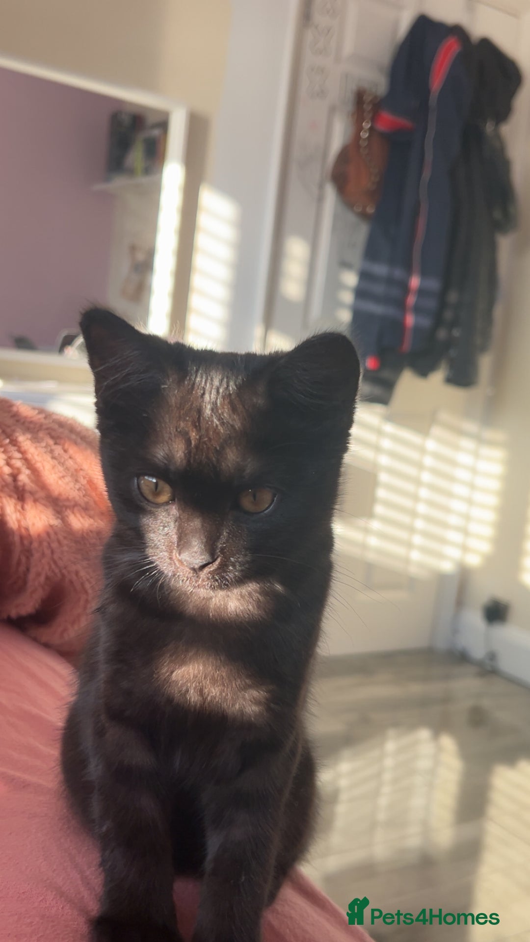 Brazilian Shorthair cats for sale: Black Cute Kitten - Image 2