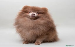 Pomeranian dogs for sale: Small Beautiful Teddy Bear Faced Girl  - Image 11