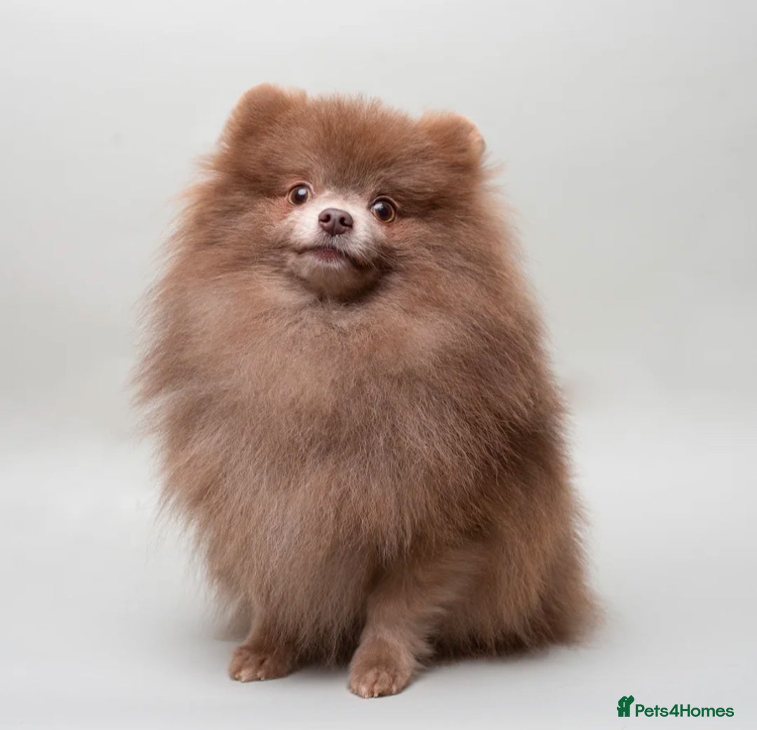 Pomeranian dogs for sale: Small Beautiful Teddy Bear Faced Girl  - Image 11