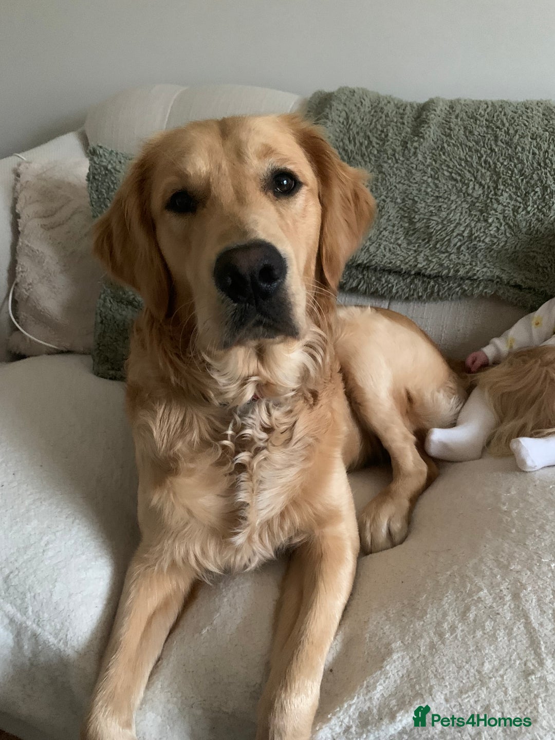 Golden Retriever dogs for sale: Beautiful golden retriever litter 🐶⭐️ - Image 35