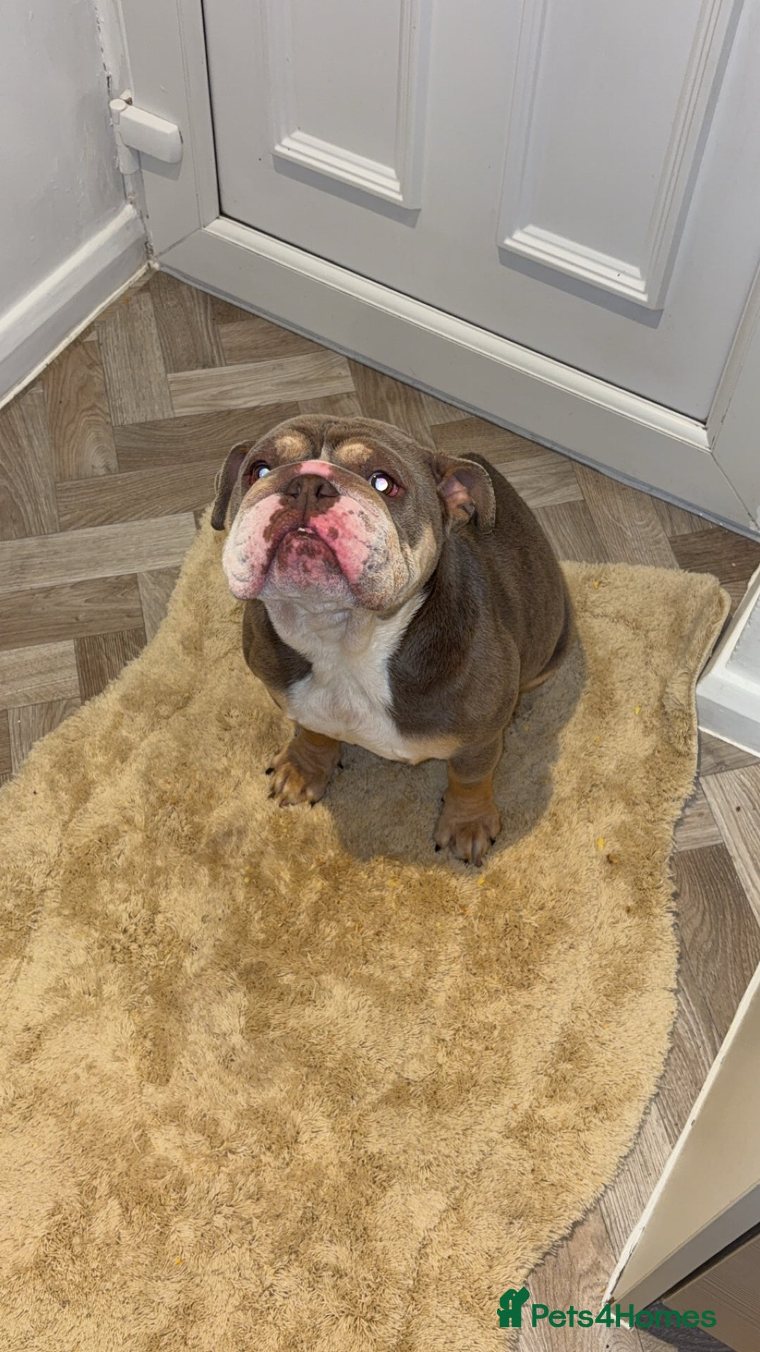English Bulldog dogs for sale: Female british bulldog - Advert 4
