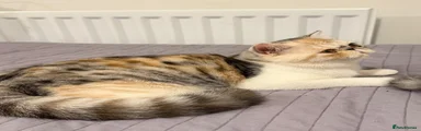 Exotic Kitten 2