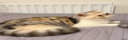 Exotic cats for sale: Gorgeous GCCF reg. kittens from Champions parents  - Advert 26
