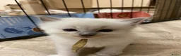 Ragdoll cats for sale: Stunning Ragdoll kittens blue point male/female in Hull - Advert 18