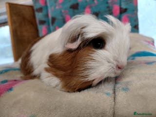 Guinea Pig rodents Baby Longhaired Boars /Merino/Texel/Coronet - Advert 14