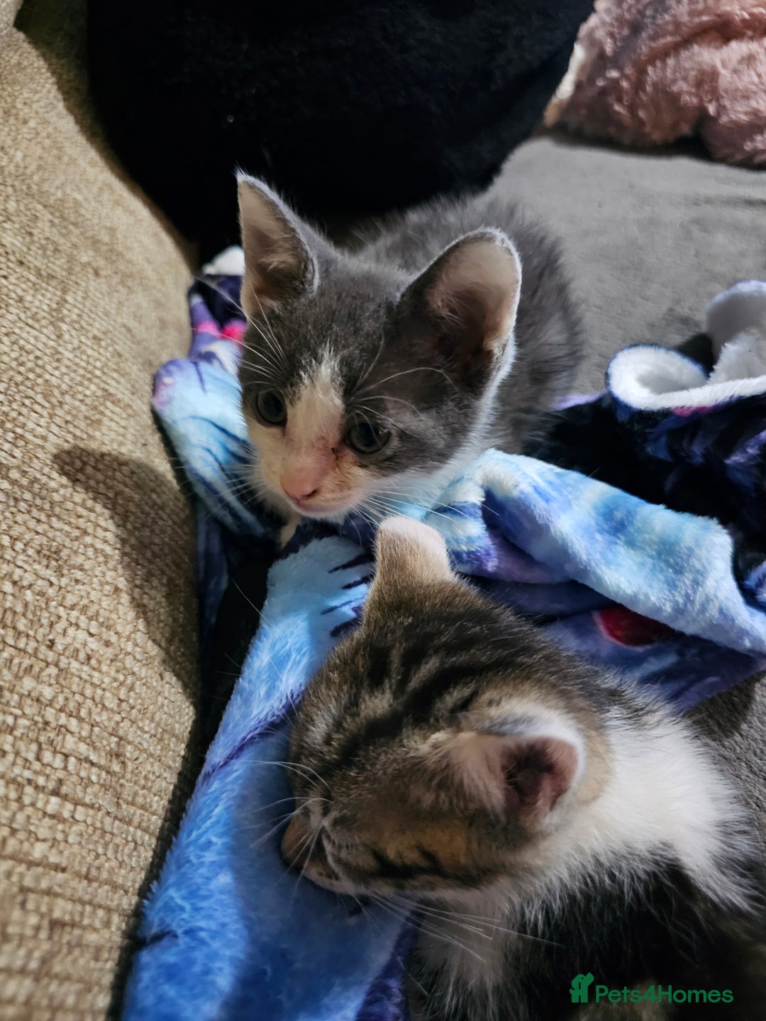 Mixed Breed cats for sale: Adorable kittens for sale - Advert 18