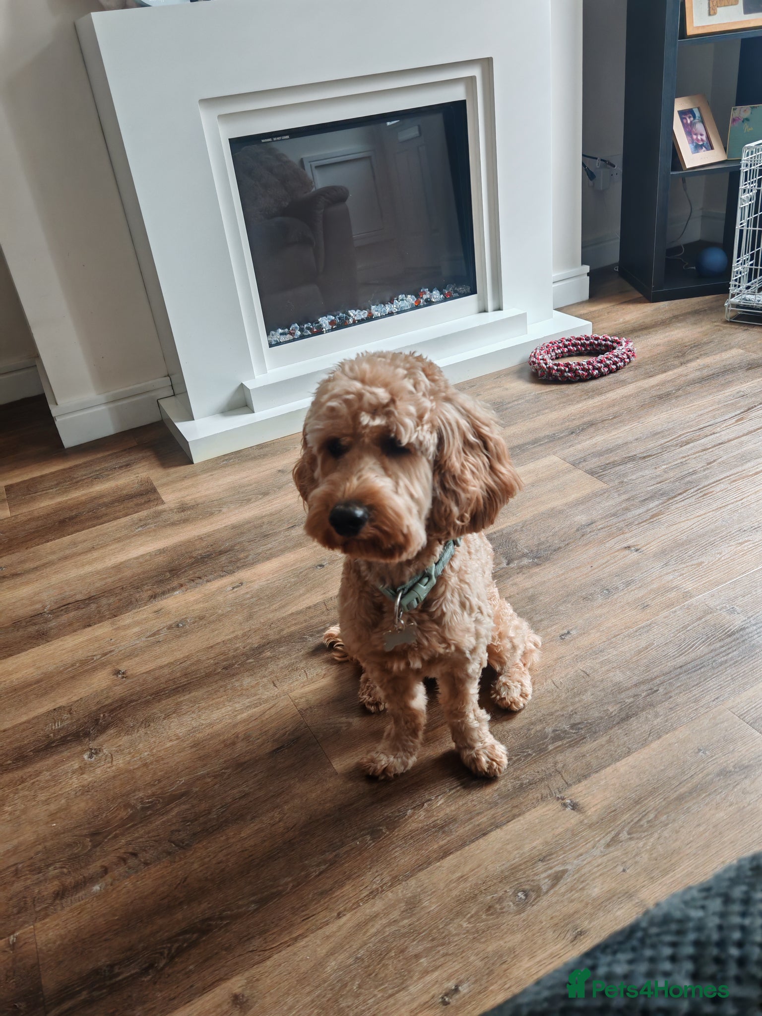 Cockapoo dogs Cockapoo male just over 4 years old - Advert 5