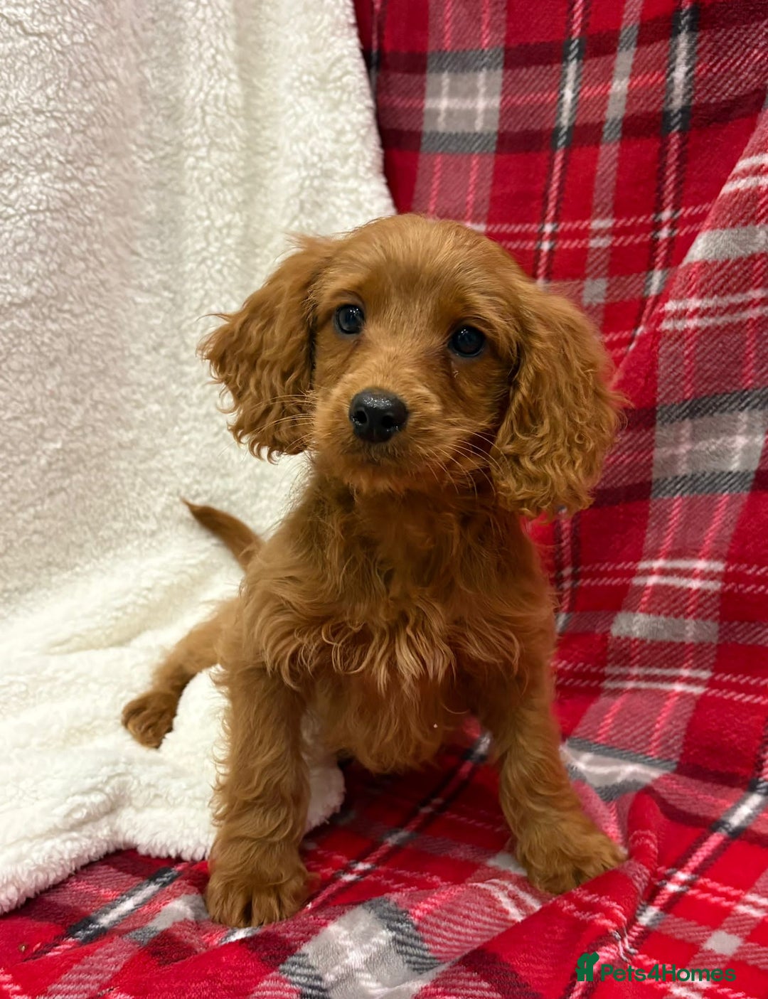 Cockapoo dogs for sale: Beautiful Cockerpoo puppies - Advert 5