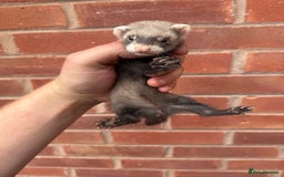 Ferret rodents for sale: Working ferrets and kits for sale  - Image 8