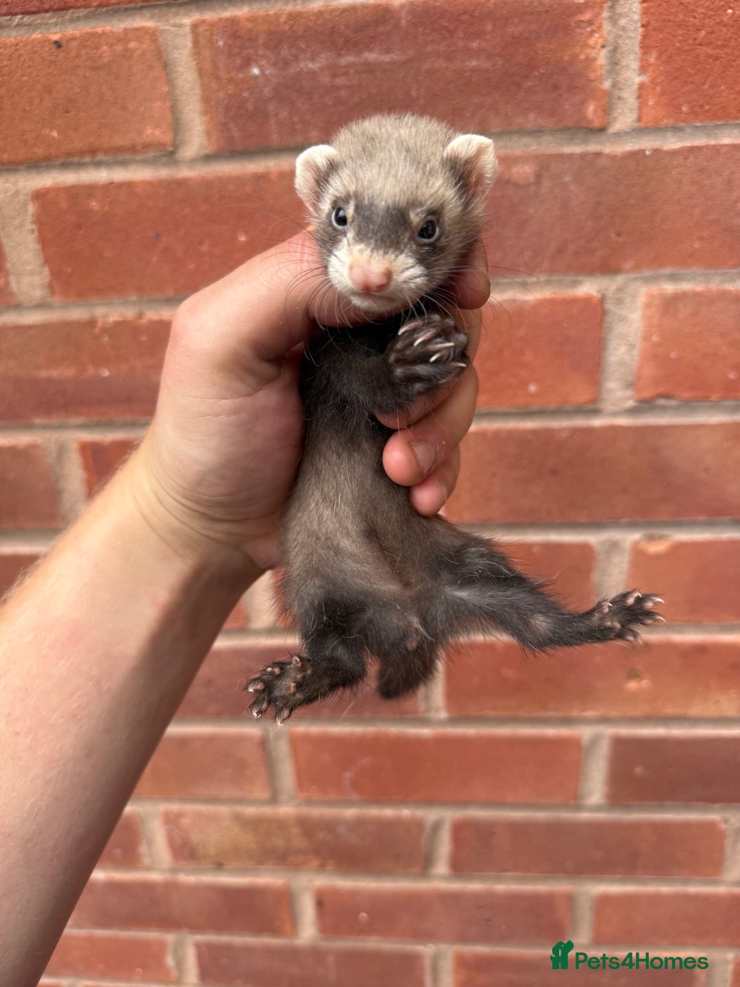 Ferret rodents for sale: Working ferrets and kits for sale  - Image 8