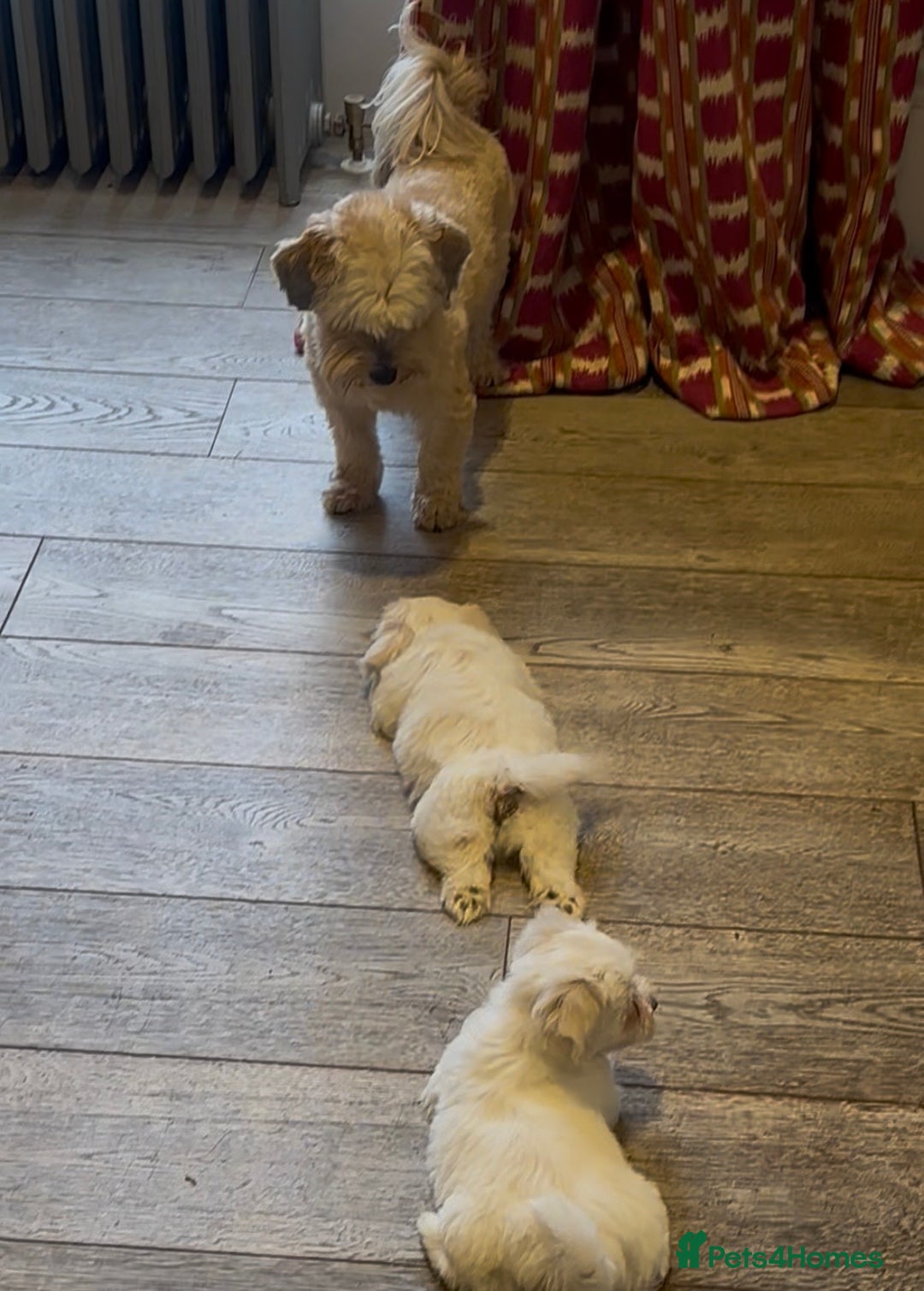 Havanese dogs for sale: Two Beautiful Havanese Male puppies  - Advert 4