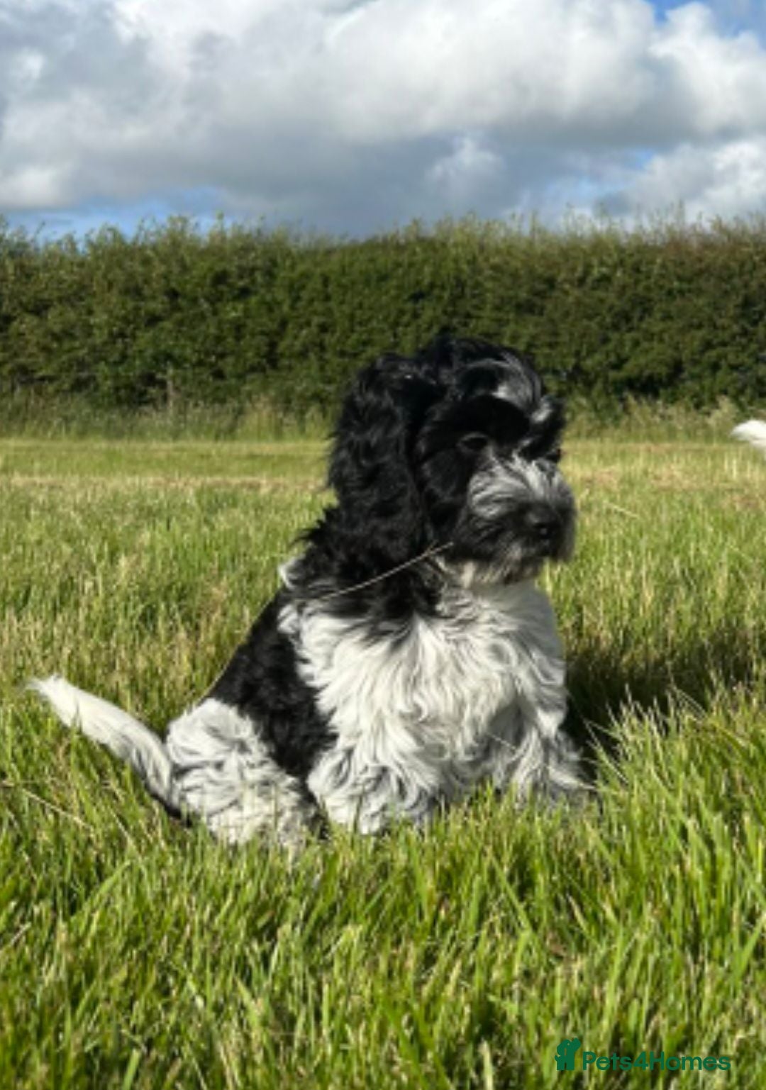 Cockapoo dogs for sale: Gorgeous Cockapoo puppies - Advert 1