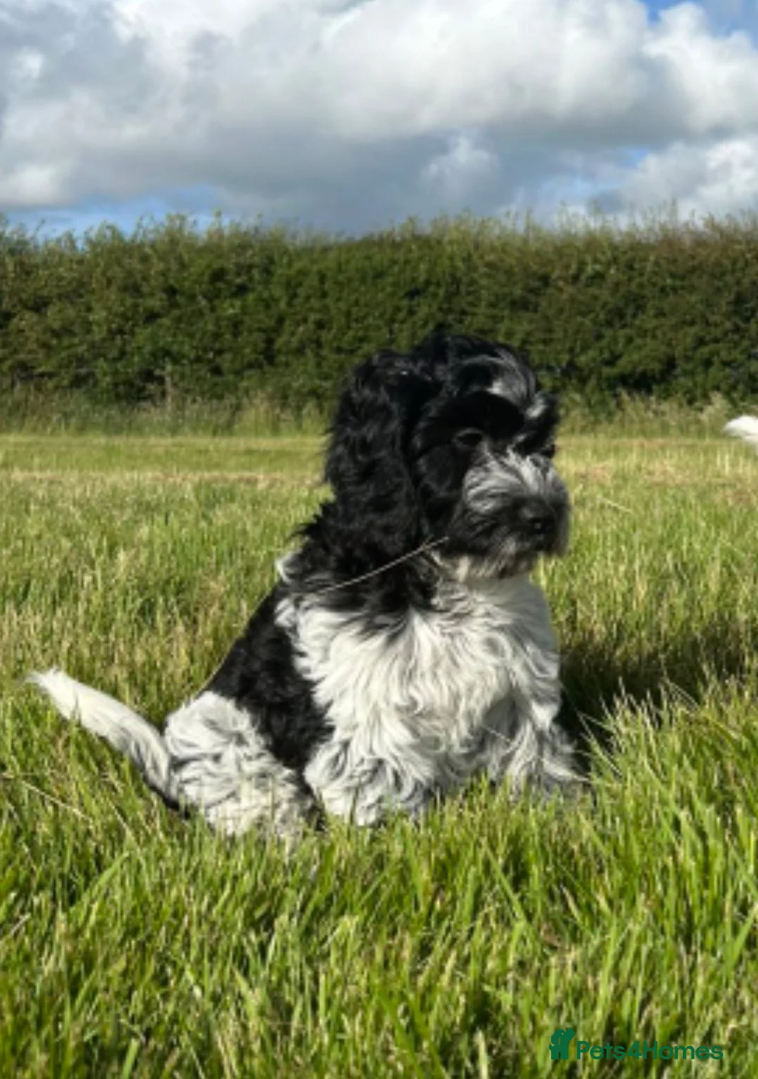 Cockapoo dogs for sale: Gorgeous Cockapoo puppies - Advert 1