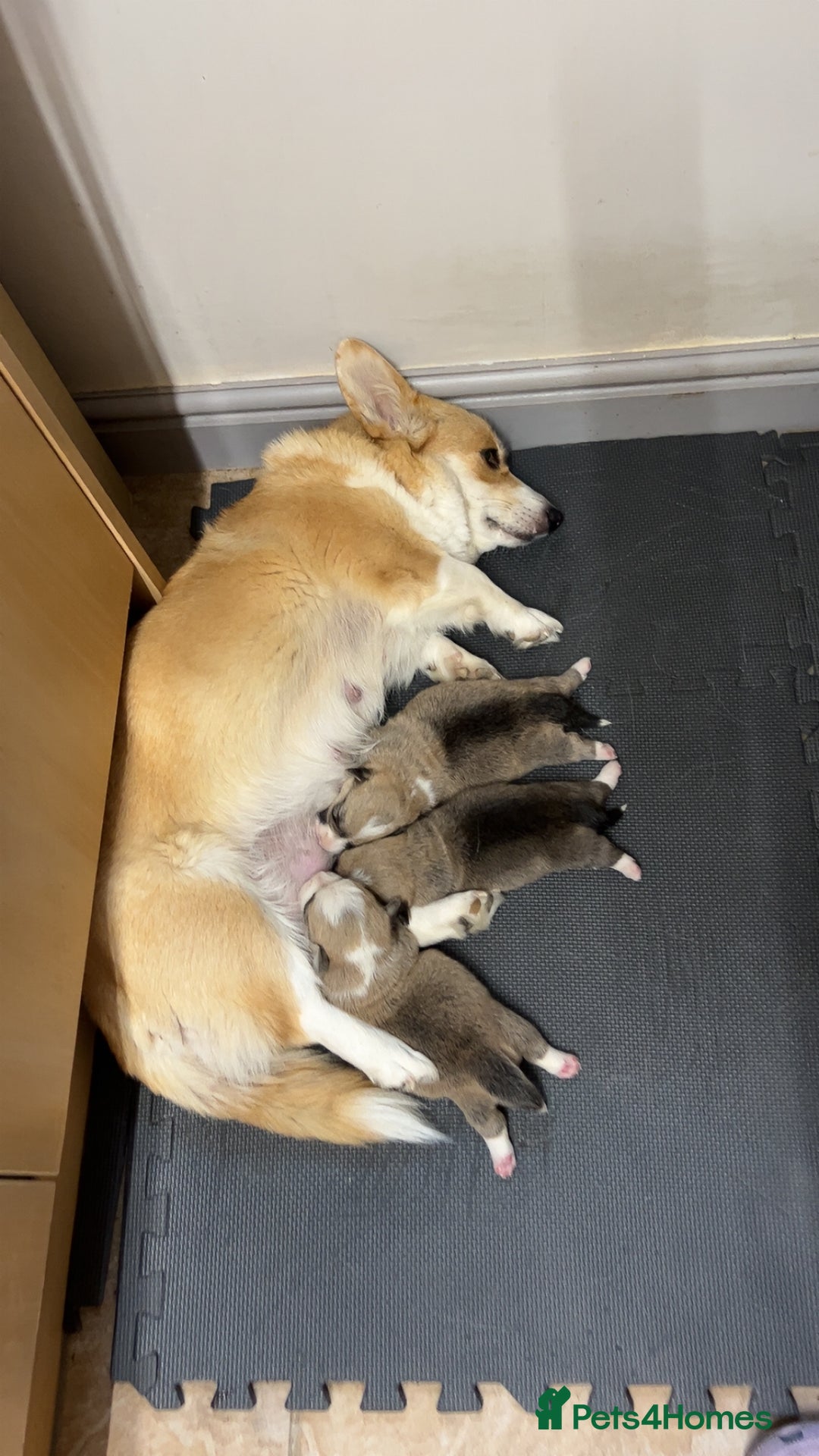 Welsh Corgi Pembroke dogs for sale: 🐾 Pedigree Pembroke Welsh Corgi Puppies 🐾 - Image 6