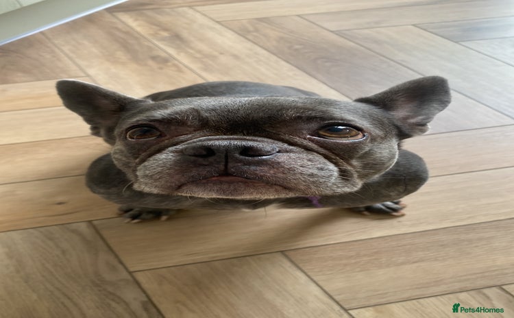 French Bulldog dogs - Advert 1