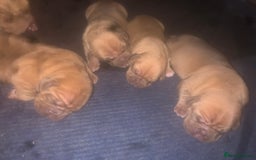 Dogue De Bordeaux dogs for sale: Beautiful dog de Bordeaux puppies full breads  - Image 5