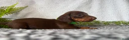 Miniature Dachshund dogs for sale: KC pedigree Mini Dachshund puppies - Advert 17