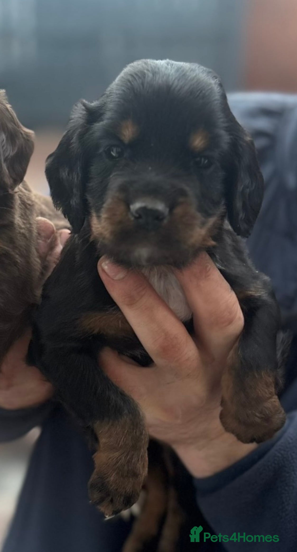 Cocker Spaniel dogs Health Tested Black/Tan Working Cocker Bitch Pup - Advert 3