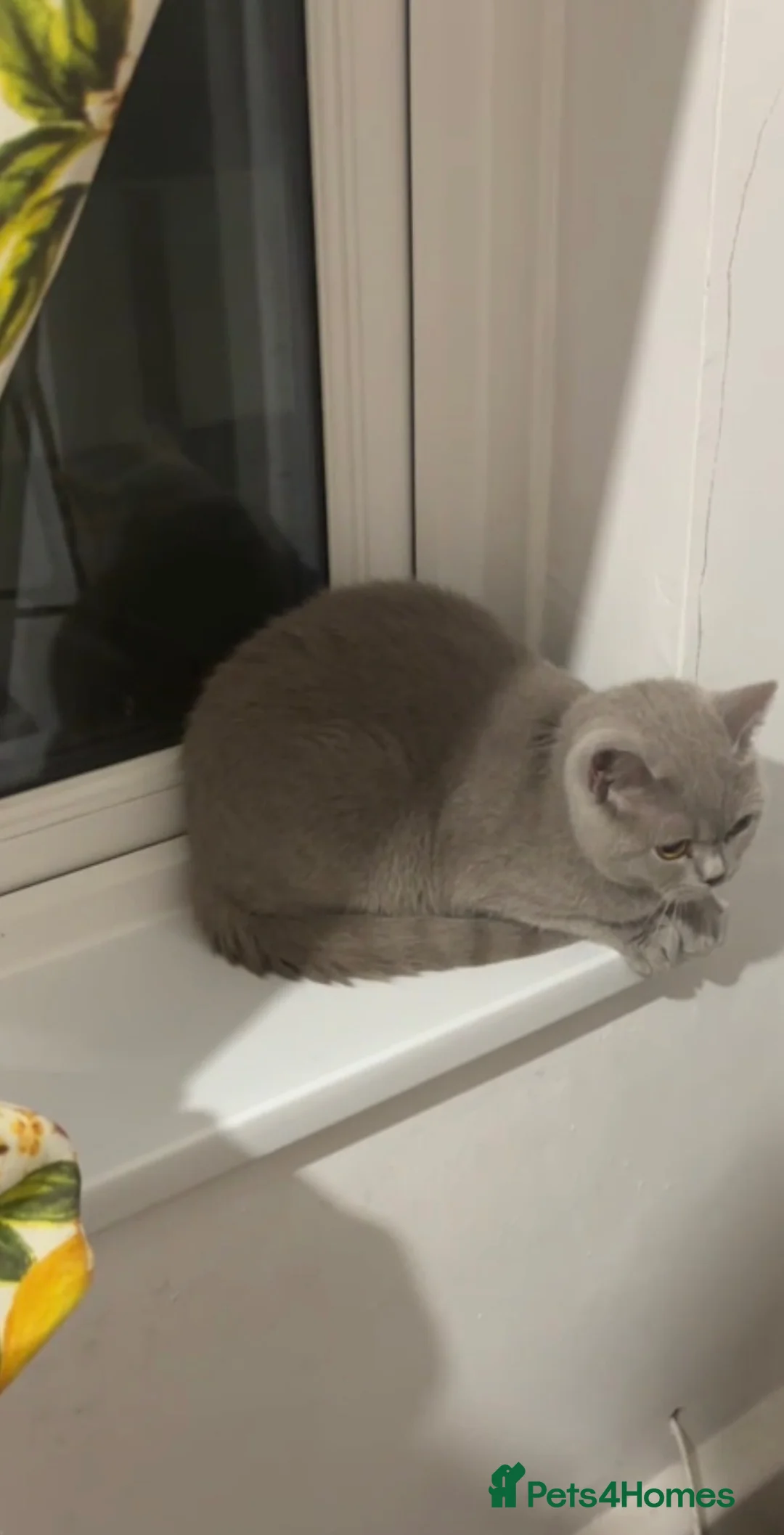 British Shorthair cats for sale: British short hair lilac female  - Advert 6