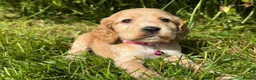 Cocker Spaniel dogs for sale: Show Type +DNA tested - Advert 10