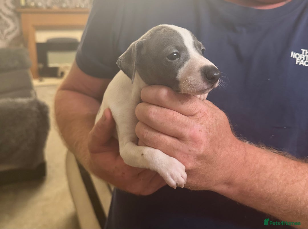Italian Greyhound dogs for sale: Italian greyhound  - Image 8