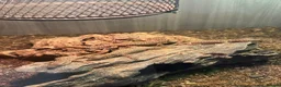 Monitor reptiles for sale: Baby Ackie Monitors - Advert 8
