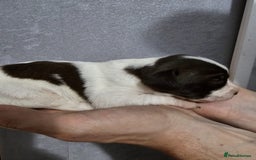 Mixed Breed dogs for sale: Cockapoo X puppies - Image 6