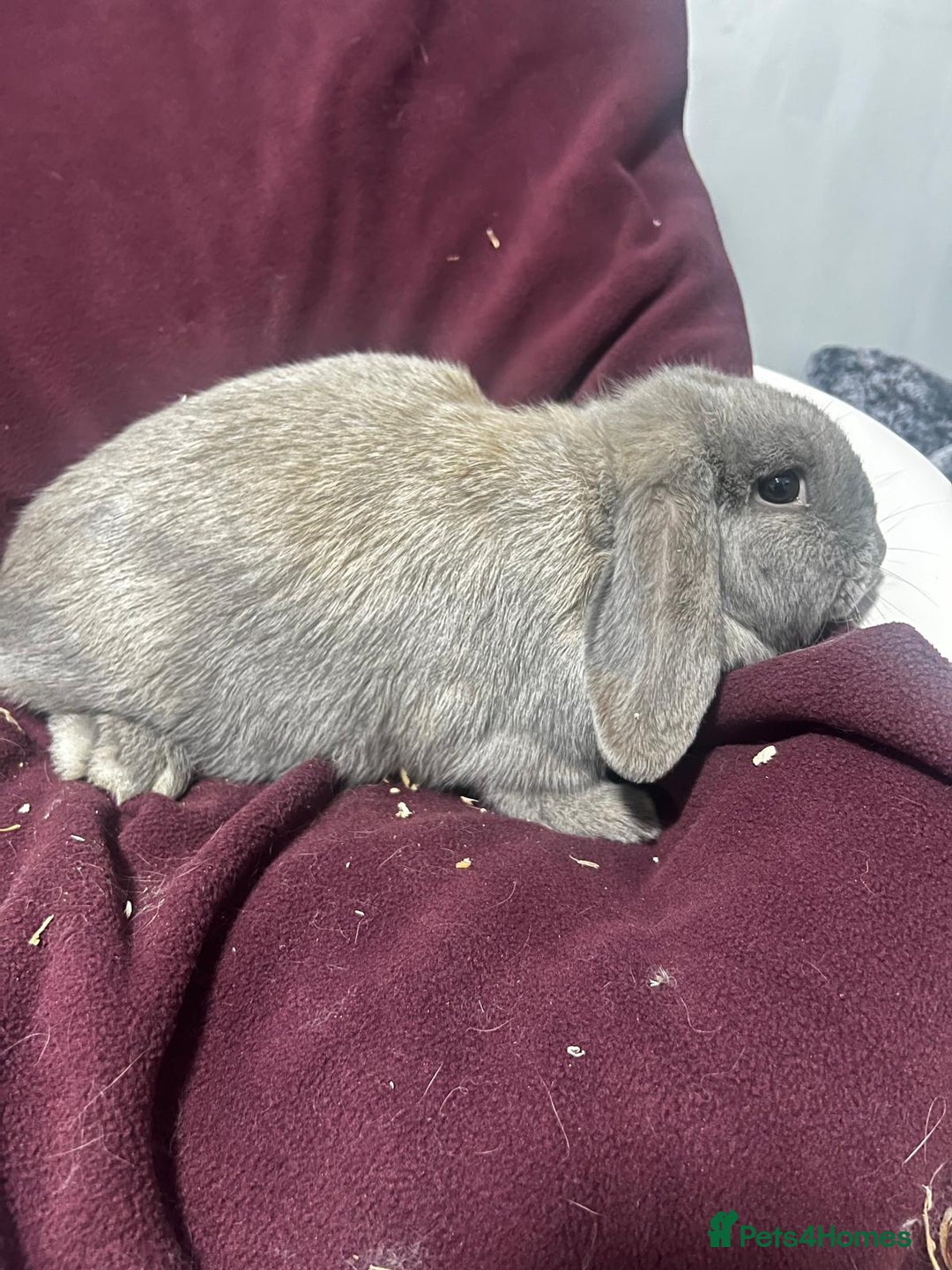 Mini Lion Lop rabbits for sale: Mini lop - Advert 4