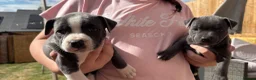 Staffordshire Bull Terrier dogs for sale: Staffordshire Bull Terrier pups x2 beautiful girls - Advert 4