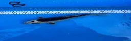 Koi Carp fish for sale: 8 Koi For Sale, 14 months old - Advert 8