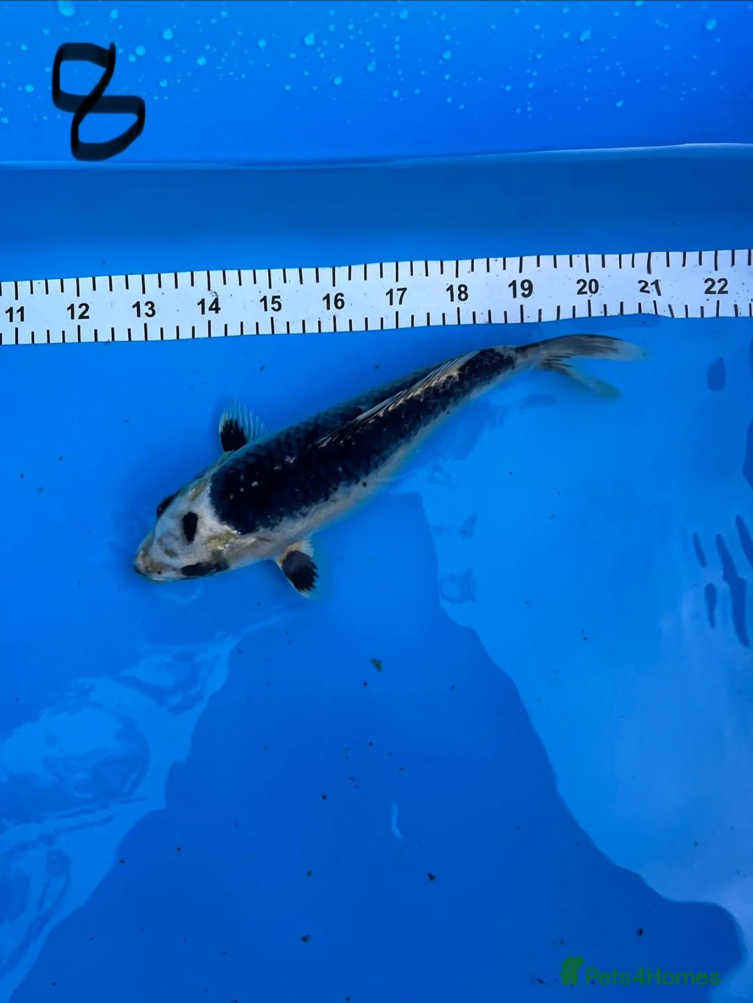 Koi Carp fish for sale: 8 Koi For Sale, 14 months old - Advert 8