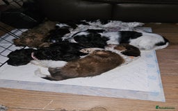Cockapoo dogs for sale: Stunning Family Pets - Litter References Available - Image 8