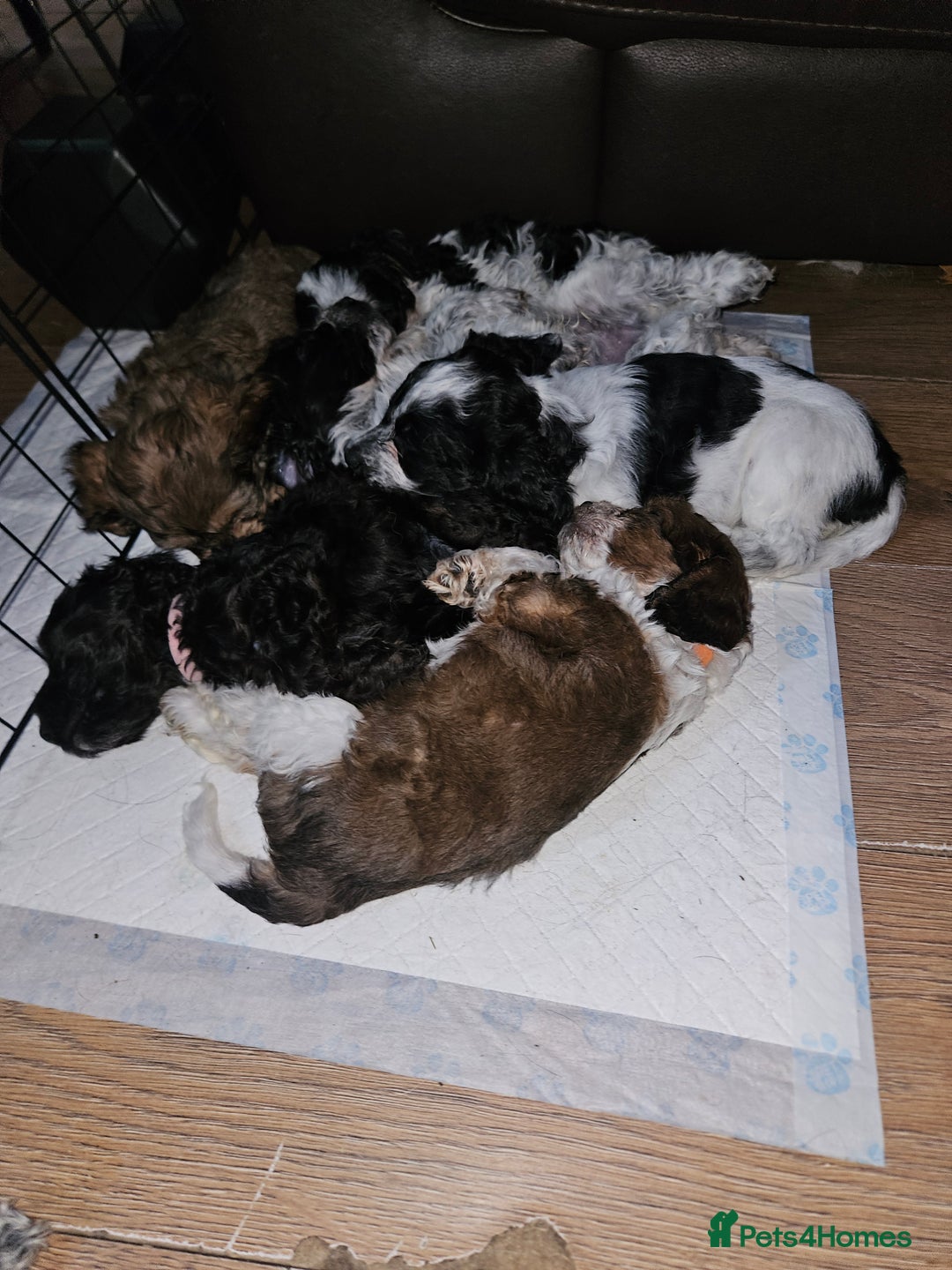 Cockapoo dogs for sale: Stunning Family Pets - Litter References Available - Image 8
