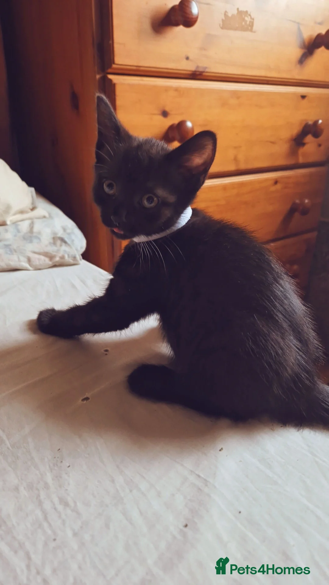 Mixed Breed cats for sale: Black bengal mix female - Advert 5