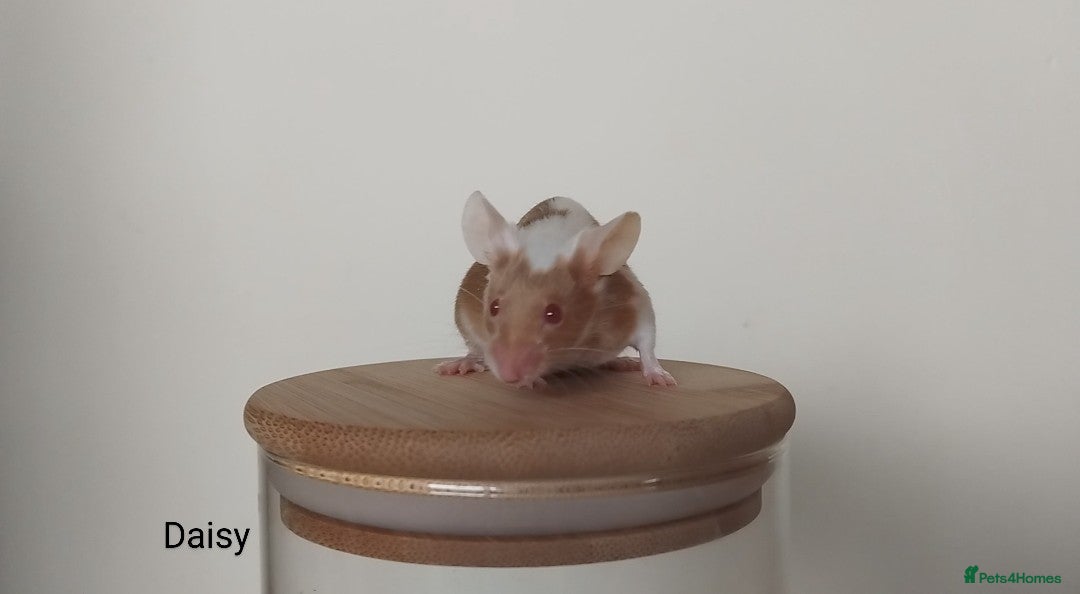 Mouse rodents for sale: 🐭 Female Mice Available for Adoption 🐭 - Image 17