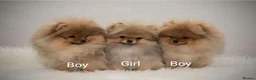 Pomeranian dogs for sale: Incredibly fluffy Pom puppies  - Advert 2