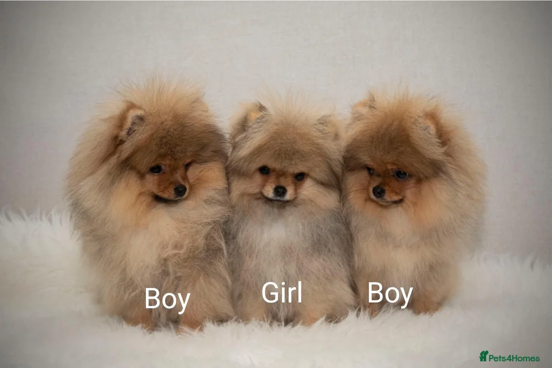 Pomeranian dogs for sale: Incredibly fluffy Pom puppies  - Advert 2