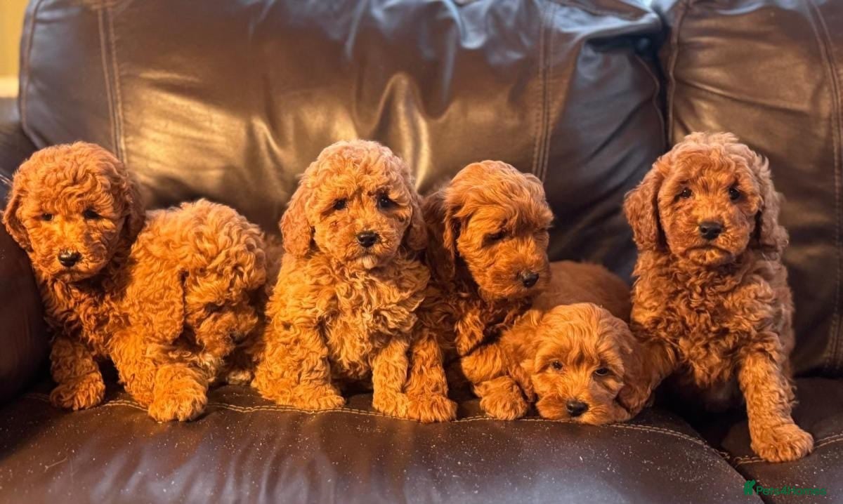 Cavapoo dogs Stunning health checked cavapoo puppies - Advert 1