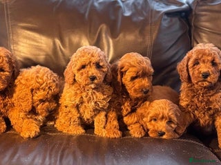 Cavapoo dogs Stunning health checked cavapoo puppies - Advert 3