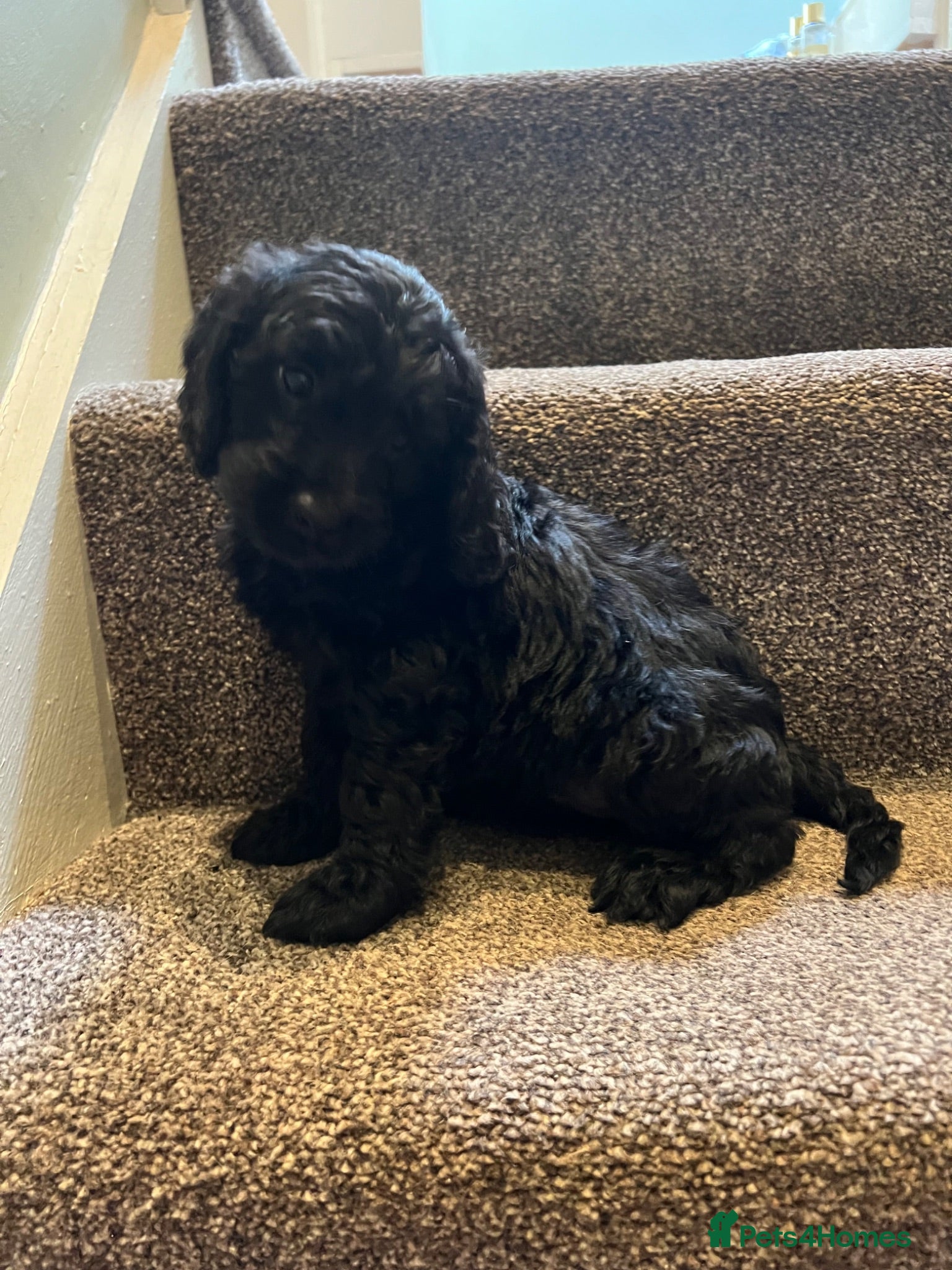 Cockapoo dogs Lovely litter of black F2 cockapoos  - Advert 1