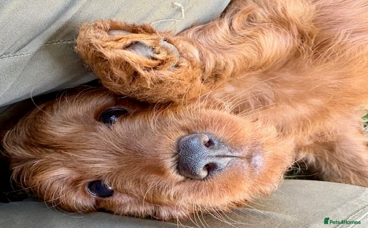 Cockapoo dogs - Advert 1