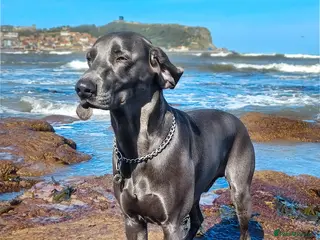 Weimaraner dogs No Cost 1 Year Old Blue Weimaraner For Stud - Advert 2