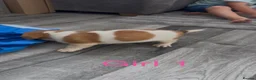 Jack Russell dogs for sale: Jack Russell puppy’s  - Advert 5