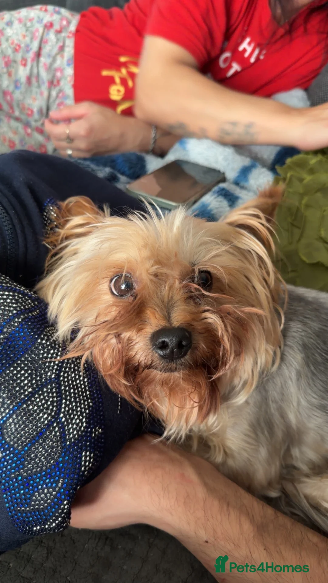 Yorkshire Terrier dogs for sale: Yorkshire terrier called Angel  in Nottingham - Advert 2