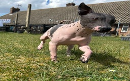 Mexican Hairless dogs for sale: Mexican Hairless, - Image 6