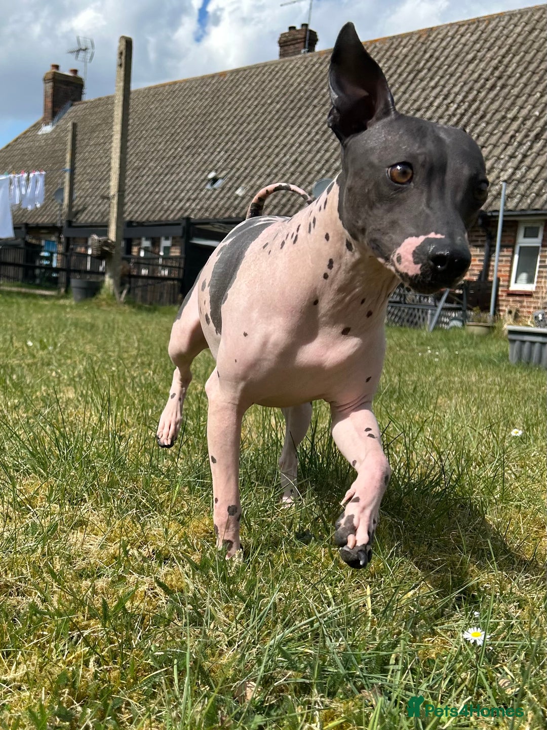 Mexican Hairless dogs for sale: Mexican Hairless, - Image 6