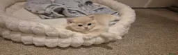 British Shorthair cats for sale: The Tik Tok Party kittens  in Holsworthy - Advert 9